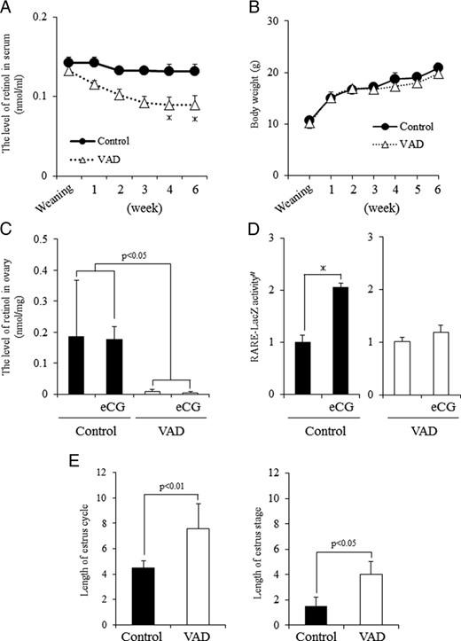 Characteristics of mice fed vitamin A (retinol)-deficient diets from weaning. A, Kinetic change of retinol levels in serum in mice fed a normal diet (control) or VAD. *, Significant differences are observed at each time interval as compared with control mice (P < .05). B, The body weight of control mice or VAD mice. C, Levels of retinol in the ovary of control mice or VAD mice with or without eCG treatment. eCG, 48 hours after eCG priming. Values are mean ± SEM of three replicates. Statistical analysis was done by a two-way ANOVA. Significant differences are observed between control and VAD mice (P < .05) but not between treatment groups with or without eCG priming. D, Activity of LacZ enzyme driven by RARE promoter in granulosa cells of control or VAD mice with or without eCG priming. eCG, 48 hours after eCG priming. Values are absorbance in 595 nm after incubation for 2 hours at 37°C from the addition of LacZ enzyme substrate, CPRG. #, The RARE-LacZ activity is presented as fold induction. The eCG 0 hours value in granulosa cells is set as 1. Values are mean ± SEM of three replicates. *, Significant induction is observed by eCG treatment in control mice (P < .05). E, Length of the estrus cycle and the length of the estrous stage of control mice or VAD mice. Values are mean ± SEM of five mice.