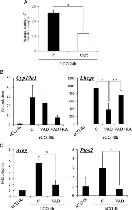 Ovarian function of mice fed a VAD diet. A, The effects of the VAD diet on the ovulation of hormone-treated mice. Mice fed normal diet (control) and VAD diet were injected with eCG. After 48 hours, these mice were further treated with hCG. For 24 hours after hCG injection, the ovulated oocytes were collected from oviducts and then the number of them was counted. Values are mean ± SEM of 4 mice. *, Significant differences are observed as compared with those in control mice (P < .05). B, The expression of genes known to be markers of follicular development, Cyp19a1 and Lhcgr, in granulosa cells of control mice and VAD mice injected with eCG and/or RA. For reference, the eCG 0 hours values are set as 1, and the data are presented as fold induction. *, Significant differences are observed between control (C) and VAD groups (P < .05); **, the addition of RA to VAD mice (RA+VAD) significantly increased the expression of Lhcgr in VAD mice (P < .05). Values are mean ± SEM of three replicates. RA, coinjection with eCG and RA (2.5 mg/kg) for 48 hours. C, The expression of genes known to be the target of the LH-LH receptor (LHR)-dependent pathway in granulosa cells of control mice and VAD mice injected with hCG for 4 hours. For reference, the hCG 0 hour values are set as 1, and the data are presented as fold induction. *, Significant differences are observed as compared with those in ovaries of mice fed normal diet between control and VAD mice. Values are mean ± SEM of three replicates.