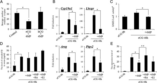 The effects of ADH inhibitor on follicular development and/or ovulation process. A, The number of ovulated oocytes when the mice were coadministered with eCG and ADH inhibitor (4MP) followed by hCG injection or hCG and 4MP after eCG stimulation. Day 23 immature female mice were coinjected with eCG and 4MP (8 mg/kg). After 48 hours, these mice were treated with hCG. In other group, day 23 immature female mice treated with eCG for 48 hours were coinjected with hCG and 4MP. For 16 hours after hCG injection, the ovulated oocytes were collected from oviducts and counted. Values are mean ± SEM of three mice. *, Significant differences were observed as compared with that in control (P < .05). Control, immature female mice were treated with eCG followed by hCG stimulation. eCG+4MP; the mice were coinjected with eCG and 4MP (8 mg/kg) for 48 hours, and then hCG was injected into the mice. hCG+4MP, the mice were coinjected with hCG and 4MP (8 mg/kg) 48 hours after eCG injection. B, The expression of Lhcgr and Cyp19a1in granulosa cells of mice treated with eCG and 4MP for 48 hours or the expression of LH-LHR target genes, Areg and Ptgs2, in granulosa cells of mice injected with hCG for 4 hours after eCG and 4MP treatment. For reference, the values of eCG 0 hour are set as 1, and the data are presented as fold induction. *, 4MP treatment significantly suppressed the gene expressions as compared with those in control mice treated with eCG alone (P < .05). Values are mean ± SEM of three replicates. C, Activity of LacZ enzyme driven by RARE promoter in granulosa cells of eCG-stimulated mice with or without 4MP treatment for 48 hours. Values are absorbance in 595 nm after the protein samples are incubated for 2 hours at 37°C with CPRG, LacZ substrate. #, The RARE-LacZ activity is presented as fold induction. The eCG 0 hour value in granulosa cells is set as 1. Values are mean ± SEM of three replicates. *, 4MP treatment significantly decreased the level of LacZ enzyme activity after eCG stimulation (P < .05). D, Circular levels of estrogen in mice treated with eCG and/or 4MP, RA, or 17β-estradiol. *, The estrogen level was significantly increased by eCG injection (P < .05); however, there was no significant difference among the treatment group of eCG-primed mice (P < .05). Values are mean ± SEM of three replicates. 4MP, Mice were coinjected with eCG and 4MP (8 mg/kg) for 48 hours. E2, Mice were coinjected with eCG+4MP and 17β-estradiol (10 mg/kg) for 48 hours. RA; mice were coinjected with eCG+4MP and RA (2.5 mg/kg) for 48 hours. E, The addition of RA treatment overcomes 4MP-induced negative effect of Lhcgr expression in granulosa cells. #, The expression level of Lhcgr is presented as fold induction. The eCG 0 hour value is set as 1. *, 4MP treatment significantly decreased the expression of Lhcgr in granulosa cells of eCG-stimulated mice (P < .05); **, the addition of RA but not 17β-estradiol (E2) significantly increased the level of Lhcgr expression as compared with that in granulosa cells of mice cotreated with eCG and 4MP. Values are mean ± SEM of three replicates.
