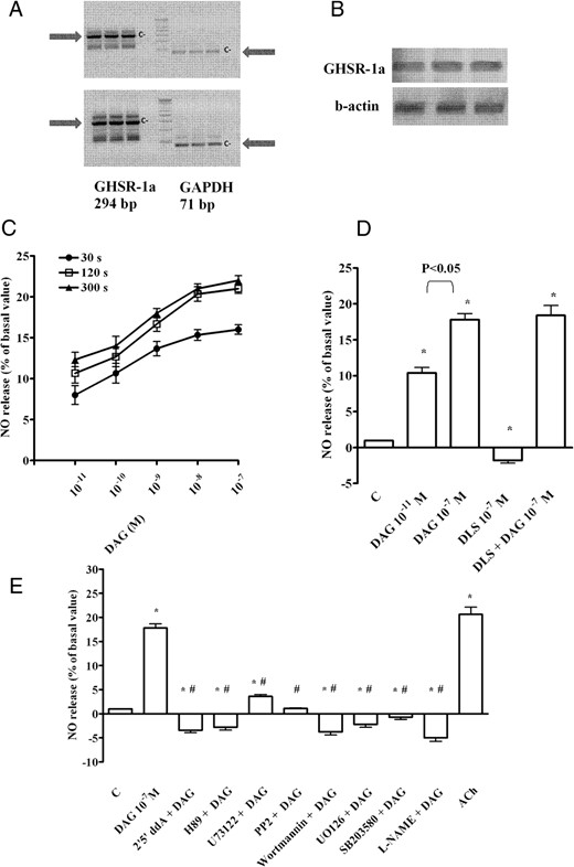 Effects of DAG on NO production in coronary endothelial cells. A, Two examples of RT-PCR of GHSR-1a expression in CECs taken from two different cell populations. c−, negative control (with all reagents for amplification except RNA); GAPDH, glyceraldehyde 3-phosphate dehydrogenase. B, Examples of GSHR-1a expression (upper panel) in CECs by Western blot compared with β-actin (lower panel). C, Dose-related and time-course effects on NO production (in percentages) obtained during the test period of measurement plotted against DAG (10−11 to 10−7 M) administered for 30 seconds, 120 seconds, and 300 seconds. These percentage values correspond to the NO (in micromoles) produced by samples containing 1.5 μg protein each. D, Effects of DAG on NO release in the absence or presence of the GHSR-1a inhibitor, D-Lys-GHRP-6 (DLS; 10−7 M). E, Effects of DAG on NO release in the absence or presence of various agents. ACh, acetylcholine (10 μM); 2′5′ddA, 2′5′ dideoxyadenosine (1 μM); L-NAME, 10 mM. Bars indicate SD. In D, *, P < .05 vs control (C). In E, *, P < .05 vs control (C); #, P < .05 vs DAG alone. In C–E, the results are reported as means ± SD of five different experiments for each experimental protocol.