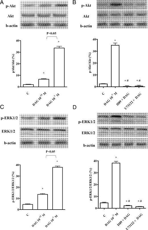 Phosphorylation of Akt (A and B) and ERK1/2 (C and D), caused by DAG in CECs. In A–D, the densitometric analysis and example of immunoblots with the relative specific proteins and β-actin are shown. The results of a densitometric analysis are the means ± SD of five different experiments for each experimental protocol. Abbreviations are the same as those used in previous figures. In A–D, *, P < .05 vs control (C); #, P < .05 vs DAG alone.