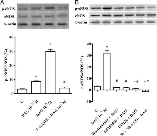 Phosphorylation of eNOS (A and B) caused by DAG in CECs. In A and B, the densitometric analysis and example of immunoblots with the relative specific protein and β-actin are shown. The results of a densitometric analysis are the means ± SD of five different experiments for each experimental protocol. SB, SB203580; UO, UO126; W, wortmannin. Other abbreviations are the same as those used in previous figures. In A and B, *, P < .05 vs control (C); #, P < .05 vs DAG alone.