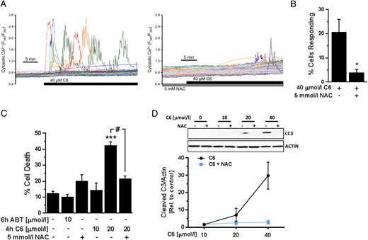Bcl-2 inhibition-induced Ca2+ response and cell death is ROS-dependent. A, Representative cytosolic Ca2+ response of mouse islets cells exposed to the Bcl-2/Bcl-xL inhibitor C6 alone (left) or in the presence of 5 mmol/L NAC (right). The compounds were added to Ringer's perfusate containing 3 mmol/L glucose. B, Quantification of the percentage of islet cells that responded with Ca2+ transients to C6 in the presence or absence of NAC (n = 8 C57BL/6J islet cell preparations); *, P < .05 vs treatment with C6 alone. C, Percentage of dead (PI-positive) MIN6 cells as measured by flow cytometry following the indicated treatments, which were added to DMEM media with 25 mmol/L glucose (n = 5–7 from at least 3 independent experiments); ***, P < .001 vs DMSO-treated cells; #, P < .001. D, Accumulation of cleaved caspase 3 (CC3) in MIN6 cells after 4 hours of exposure to C6 in the presence or absence of 10 mmol/L NAC in DMEM media with 25 mmol/L glucose (n = 3–4).