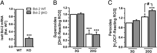 Inducible, β-cell-specific deletion of Bcl-2 enhances glucose-induced peroxide production. A, Quantification by qPCR of Bcl-2 mRNA levels in islets from Bcl-2βKO (gray bars) and Bcl-2WT littermates (white bars) (n = 10–12 islet preparations of each genotype); ***, P < .001 vs WT. B and C, Superoxide levels (B) and peroxide levels (C) measured in Bcl-2βKO and Bcl-2WT islet cells that were incubated in RPMI 1640 media with 3 mmol/L glucose (3G) for 1 hour followed by stimulation with 20 mmol/L glucose (20G) for 2 hours (n = 4–6 islet preparations from 3 independent experiments); *, P < .05 and ***, P < .001 vs 3G; #, P < .05.