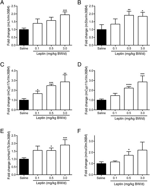 Lhr (A), Star (B), Cyp17a1 (C), Cyp11a1 (D), Hsd17b3 (E), and Insl3 (F) mRNA expression in testis in chronic (12 wk) leptin administration groups. Quantification of mRNA was performed as described in Materials and Methods. Data are presented as mean ± SE and represent n ≥ 7 per group; *, P < .05; **, P < .01; ***, P < .001; ****, P < .0001 compared with saline controls.
