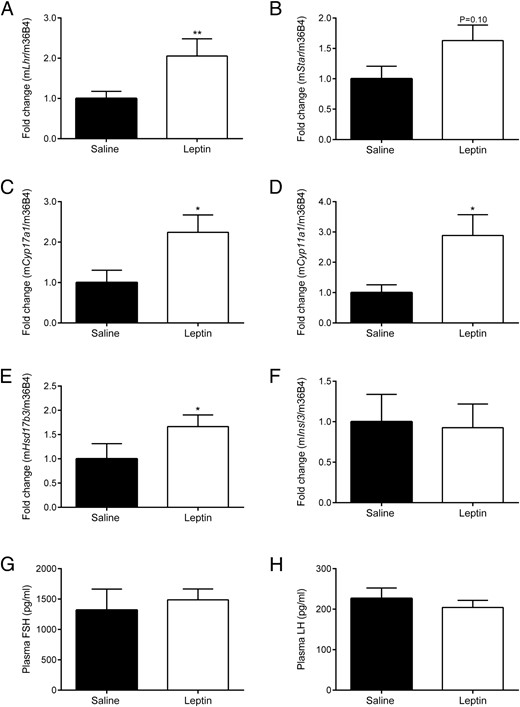Influence of acute leptin administration (3.0-mg/kg BW/d for 72 h) on (A) Lhr, (B) Star, (C) Cyp17a1, (D) Cyp11a1, (E) Hsd17b3, and (F) Insl3 mRNA expression in testis and plasma (G) FSH and (H) LH levels. Quantification of mRNA expression and plasma FSH and LH concentrations was performed as described in Materials and Methods. Data are presented as mean ± SE and represent n ≥ 6 per group; *, P < .05; **, P < .01 compared with saline controls.