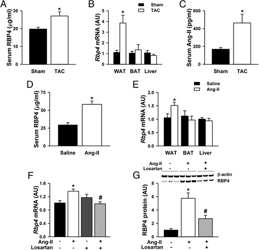 Increased serum and adipose RBP4 levels in cardiac hypertrophy. Serum RBP4 levels (A); Rbp4 mRNA expression in WAT, BAT, and liver (B); and serum Ang-II levels (C) in mice with TAC or sham procedures (n = 6 per group). *, P < .05 vs sham. Serum RBP4 levels (D) and Rbp4 mRNA expression (E) in WAT, BAT, and liver of mice with Ang-II or saline infusion (n = 6 per group). *, P < .05 vs saline. F and G, Primary adipocytes were pretreated with Ang-II receptor inhibitor losartan (100 μM for 6 h), followed by stimulation with Ang-II (1 μM for 48 h). F, Rbp4 mRNA levels. G, RBP4 protein levels (n = 6 per group). *, P < .05 vs control; #, P < .05 vs Ang-II alone; AU, arbitrary units.