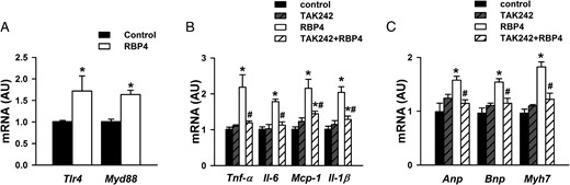 RBP4 induces inflammation and hypertrophy in cardiomyocytes via activating TLR4. A, Tlr4 and Myd88 mRNA expression after treatment with RBP4 (50 μg/mL) or vehicle control for 48 hours. B and C, Cardiomyocytes were pretreated with TLR4 inhibitor (3 μM for 6 h), and then recombinant mouse RBP4 was added (50 μg/mL for 48 h). B, mRNA expression of Tnf-α, Il-6, Mcp-1, and Il-1β. C, mRNA expression of Anp, Bnp, and Myh7 (n = 6 per group). *, P < .05 vs control; #, P < .05 vs RBP4 alone. AU, arbitrary units.