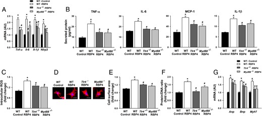 RBP4-induced inflammation, oxidative stress and hypertrophy are TLR4 and MyD88 dependent. Primary cardiomyocytes were isolated from Tlr4 and Myd88 knockout (Tlr4−/− and Myd88−/−) or control mice and then treated with recombinant mouse RBP4 or vehicle control for 48 hours. A, mRNA expression of Tnf-α, Il-6, Mcp-1, and Il-1β. B, Secretion of TNF-α, IL-6, MCP-1, and IL-1β in the supernatant of cultured cardiomyocytes. C, Intracellular ROS production. D–G, Hypertrophy was assessed by cell size (D), cell surface area measurement (E), protein to DNA ratio (F), and analysis of the mRNA expression for Anp, Bnp, and Myh7 by qRT-PCR (G) (n = 6 per group). *, P < .05 vs control-WT; #, P < .05 vs RBP4-WT. Bar, 20 μm. AU, arbitrary units.