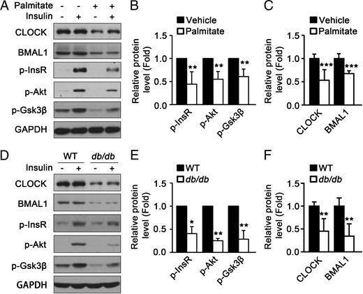 The protein levels of CLOCK and BMAL1 in mouse skeletal muscle and cultured myotubes are down-regulated under insulin resistant conditions. A, The protein levels of CLOCK, BMAL1, and insulin-induced phosphorylation of InsR, Akt, and Gsk3β were down-regulated in insulin-resistant C2C12 myotubes induced by palmitate. B, Quantification of p-InsR, p-Akt, and p-Gsk3β protein levels in panel A. C, Quantification of CLOCK and BMAL1 protein levels in panel A. D, The protein levels of CLOCK, BMAL1, insulin-induced phosphorylation of InsR, Akt, and Gsk3β were decreased in the muscle of db/db mice compared with those in wild type (WT). E and F, Quantification of the protein levels in panel D (n = 4 for each group). Protein levels were analyzed by Western blot. *, P < .05; **, P < .01; ***, P < .001.