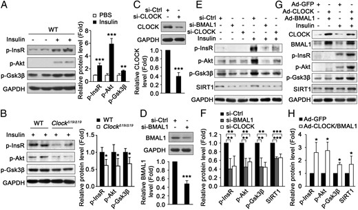 CLOCK and BMAL1 regulate insulin sensitivity in mouse skeletal muscle and cultured myotubes. A and B, The insulin-induced phosphorylation of InsR, Akt, and Gsk3β in skeletal muscle of wild-type (WT) mice at ZT7 (A), which was decreased in the muscle of ClockΔ19/Δ19 mice (B) (n = 4 for each group). C and D, The CLOCK (C) and BMAL1 (D) protein levels were determined by Western blot after transfection of siRNA for 96 hours. E, Knockdown of CLOCK or BMAL1 induced insulin resistance in C2C12 myotubes as measured by Western blot for insulin-induced phosphorylation of InsR, Akt and Gsk3β. F, Quantification of the protein levels in panel E. G, Ectopic expression of CLOCK and BMAL1 by adenovirus attenuated insulin resistance in C2C12 myotubes induced by palmitate. H, Quantification of the protein levels in panel G stimulated with insulin. *, P < .05; **, P < .01; ***, P < .001.