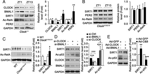 CLOCK and BMAL1 regulate SIRT1 protein levels in mouse skeletal muscle and cultured myotubes. A, The protein levels of CLOCK, BMAL1, SIRT1, Ac-RelA, and PER2 in the muscle of C57BL/6 mice at ZT1 and ZT13 fasted for 12 hours. Ac-RelA was monitored to indicate the activity of SIRT1 (n = 4 for each group). B, SIRT1, Ac-RelA, and PER2 protein levels in the muscle of ClockΔ19/Δ19 mice at ZT1 and ZT13 fasted for 12 hours (n = 4 for each group). C, SIRT1 and Ac-RelA protein levels in the muscle of ClockΔ19/Δ19 mice at ZT7 (n = 4 for each group). D, Knockdown of CLOCK or BMAL1 in C2C12 myotube down-regulated SIRT1 protein level and activity as monitored by acetylated p53. E, Ectopic expression of CLOCK and BMAL1 by adenovirus (Ad-C&B) in C2C12 myotubes up-regulated SIRT1 protein level and activity. *, P < .05; **, P < .01; ***, P < .001.