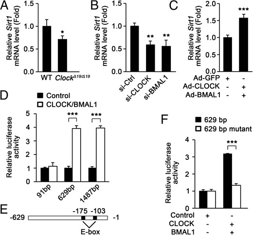 CLOCK and BMAL1 bind to Sirt1 promoter and increase its transcription. A, Sirt1 mRNA level was decreased in the muscle of ClockΔ19/Δ19 mice (n = 4). B, Knockdown of CLOCK or BMAL1 in C2C12 myotubes down-regulated Sirt1 mRNA level. Ctrl, control. C, Ectopic expression of CLOCK and BMAL1 by adenovirus in C2C12 myotubes up-regulated Sirt1 mRNA level. D, The effect of CLOCK and BMAL1 on luciferase expression under the control of the indicated Sirt1 promoter fragments in C2C12 myoblasts. E, Location of the predicted two E-boxes in Sirt1 promoter. F, Mutation of the two E-boxes attenuated the activation of the 629 bp Sirt1 promoter by CLOCK and BMAL1 in C2C12 myoblasts. *, P < .05; **, P < .01; ***, P < .001.