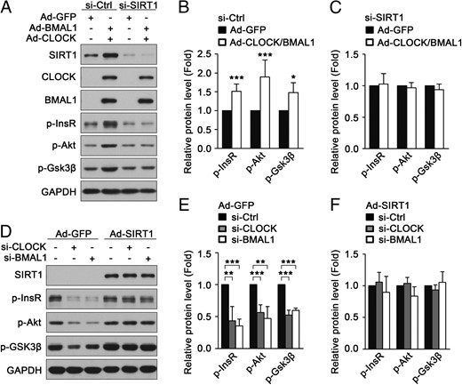CLOCK and BMAL1 regulate insulin sensitivity through SIRT1 in cultured myotubes. A, CLOCK and BMAL1 failed to attenuate insulin resistance induced by palmitate in C2C12 myotubes with knockdown of SIRT1. Ctrl, control. B and C, Quantification of p-InsR, p-Akt, and p-Gsk3β protein levels in panel A. D, Ectopic expression of SIRT1 ameliorated insulin resistance induced by knockdown of BMAL1 or CLOCK in C2C12 myotubes. E and F, Quantification of p-InsR, p-Akt, and p-Gsk3β protein levels in panel D. *, P < .05; **, P < .01; ***, P < .001.
