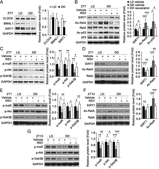 Resveratrol increases SIRT1 activity and attenuates the muscle insulin resistance induced by circadian misalignment. A, The protein levels of CLOCK, BMAL1, and SIRT1 in the muscle of mice under light/dark (LD) and constant dark (DD) conditions at ZT/CT7 (n = 5 for each group). B, Resveratrol (RSV) increased SIRT1 protein level and activity in the muscle of mice under constant dark (DD) condition at CT7. SIRT1 activity was indicated by the acetylation levels of p53 and RelA with Western blot (n = 8 for each group). C, The insulin-induced phosphorylation of InsR, Akt, and Gsk3β in the muscle of mice treated with vehicle or resveratrol under LD or DD condition at ZT/CT (n = 8–9 for each group). D–G, Resveratrol increased SIRT1 protein level and activity (D and F) and attenuated the muscle insulin resistance induced by constant darkness (E and G) at ZT/CT1 and ZT/CT13 (n = 5–8 for each group). *, P < .05, **, P < .01, ***, P < .001 by ANOVA; #, P > .05 by ANOVA, P < .05 by Student's t test.