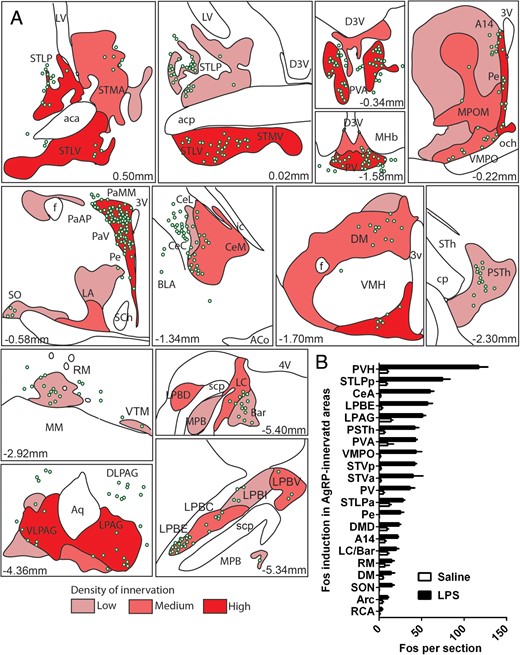 A, Camera lucida drawings of representative brain sections labeled for c-Fos (green circles) and AgRP (red areas). Estimated distance to bregma is indicated next to each drawing (Franklin and Paxinos, 3rd edition). 4v, fourth ventricle; A14, A14 dopamine cells; acp, posterior nerve of the anterior commissure; Aq, aqueduct; Bar, Barrington's nucleus; BLA, anterior part of the basolateral amygdaloid nucleus; D3V, dorsal third ventricle; DM, dorsomedial nucleus of the hypothalamus; cp, cerebral peduncle; DLPAG, dorsolateral periaqueductal gray; ic, internal capsule; LA, lateroanterior hypothalamic nucleus; LC, locus coeruleus; LPAG, lateral periaqueductal gray; LPBD, dorsal part of the lateral parabrachial nucleus; LPBC, central part of the lateral parabrachial nucleus; LPBI, internal part of the lateral parabrachial nucleus; LPBV, ventral part of the lateral parabrachial nucleus; LV, lateral ventricle; MM, medial part of the medial mammillary nucleus; MHb, medial habenular nucleus; MPB, medial parabrachial nucleus; och, optic chiasm; PSth, parasubthalamic nucleus; RM, retromammillary nucleus; SCh, suprachiasmatic hypothalamus; SO, supraoptic nucleus; STh, subthalamic nucleus; VMH, ventromedial hypothalamus; VMPO, ventromedial preoptic nucleus; VTM, ventral tuberomammillary nucleus. Other abbreviations can be found in Figure 5. B, Estimates of the number of C-Fos-positive cells in AgRP-innervated areas in saline- and LPS-treated mice. Data are expressed as the mean numbers ± SEM of C-Fos-positive cells per section (n = 3 mice per group)