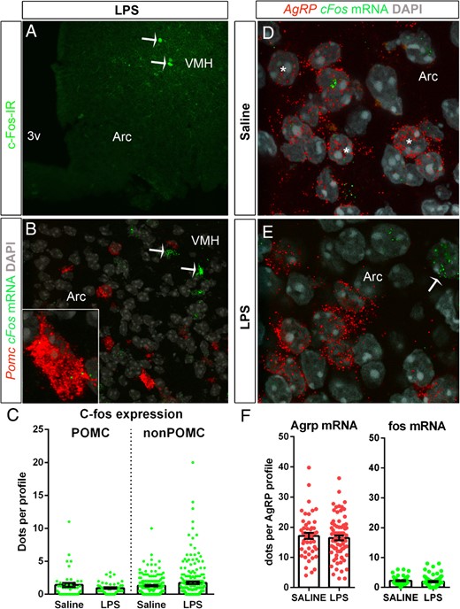 A, Immunofluorescence for c-Fos (green) in the ARC of a representative LPS-treated C57/Bl6 mouse. White arrows indicate c-Fos-positive cells at the edge with the ventromedial hypothalamus (VMH). B, Double fluorescent ISH for POMC (red) and c-fos (green) mRNAs in the ARC of a representative LPS-treated C57/Bl6 mouse. White arrows indicate c-fos-expressing cells. Minimal c-fos expression was observed in POMC neurons. C, Graphs showing the ISH signal strengths for c-fos in POMC and non-POMC cells after saline or LPS treatments. In single optical sections, the number of positive dots per identified profile was counted. Each dot represents 1 profile. Data are expressed as the mean numbers of dots per profile ± SEM. Groups consisted of n = 4 mice. Data were analyzed using Student's t test. D and E, Double fluorescent ISH for AgRP (red) and c-fos (green) mRNAs in the ARC of representative saline- and LPS-treated C57/Bl6 mice. White asterisks and arrows indicate AgRP- and c-fos-expressing cells, respectively. A visual inspection of the tissue did not reveal obvious changes in the number of positive cells or intensity of signals for either AgRP or c-fos. F, Graphs showing the average ISH signal strengths for AgRP and c-fos in AgRP cells after saline or LPS treatments. In single optical sections, the number of positive dots per identified AgRP profile was counted. Each dot represents 1 profile. Data are expressed as the mean numbers of dots per profile ± SEM. Groups consisted of n = 4 mice. Data were analyzed using Student's unpaired t test