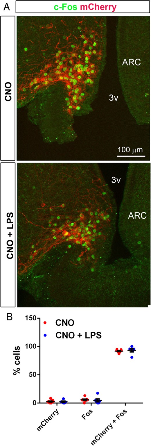 A, CNO administration induced robust C-Fos immunoreactivity (green) in mCherry cells (red endogenous fluorescence) distributed in the ARC of AgRP-Cre mice. Images were obtained with confocal microscopy. Note that c-Fos immunoreactivity was contained in mCherry cells. B, Histogram showing the percentage of total cells expressing mCherry and/or C-Fos after the administration of CNO (red dots, n = 9) or CNO combined with LPS (blue dots, n = 6). Data are expressed as the mean percentage of cells ± SEM