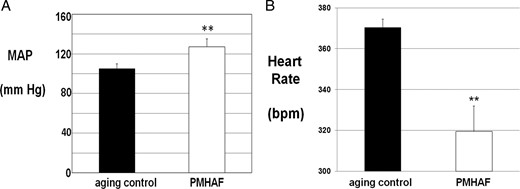 MAP (A) was significantly higher and heart rate (B) was lower in PMHAF rats than aging controls. MAP and heart rate were measured by radiotelemetry for 5 d and the data were averaged, as described in Methods. **, P < .01, PMHAF vs aging controls.