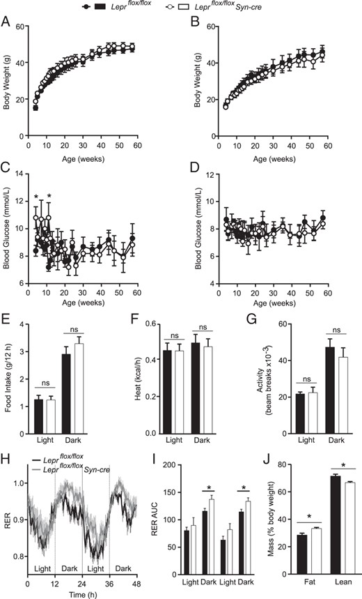 Male and female Leprflox/flox Syn-cre mice have normal body weight and fasting blood glucose. Four-hour-fasted body weight and blood glucose were tracked in male Leprflox/flox Syn-cre mice (white, n = 5) and Leprflox/flox littermate controls (black, n = 8) (A and C) and female Leprflox/flox Syn-cre mice (white, n = 5) and Leprflox/flox littermate controls (black, n = 5) (B and D) from 4 to 58 weeks of age. In a separate cohort of 10-week-old male Leprflox/flox Syn-cre (n = 7) and Leprflox/flox males (n = 6), food intake (E), energy expenditure adjusted for lean mass (F), and locomotor activity measured as total beam breaks (G) were averaged over two light/dark cycles. Respiratory exchange ratios (RERs) were tracked (H) for 48 hours (dark cycle indicated in gray, light cycle indicated in white) and analyzed by AUC (I). Fat and lean mass were measured in the same mice after the completion of the metabolic run (J). *, P < .05 between genotypes via a repeated-measures two-way ANOVA.