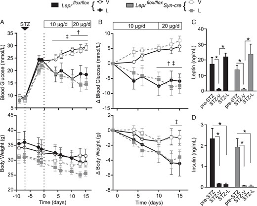 Attenuated neuronal leptin receptor signaling does not block therapeutic leptin action in STZ-diabetic mice. Leprflox/flox Syn-cre and Leprflox/flox male mice aged 11–14 weeks were injected with STZ 7 days prior to implantation of osmotic pumps delivering 10 μg/d leptin or vehicle on day 0. On day 10 after the pump implant, osmotic pumps were replaced delivering 20 μg/d leptin or vehicle. Four-hour-fasted blood glucose (top) and body weight (bottom) were tracked for the study duration and expressed as raw values (A) and relative to baseline on day −1 (B). Groups are as follows: Leprflox/flox-vehicle-treated mice (open black circles, n = 3); Leprflox/flox-leptin-treated mice (filled black circles, n = 5); Leprflox/flox Syn-cre-vehicle-treated mice (open gray squares, n = 5); and Leprflox/flox Syn-cre-leptin-treated mice (filled gray squares, n = 5). Four-hour-fasted plasma leptin (C) and insulin (D) were measured prior to STZ injection on day −9 (pre-STZ), and on day 13 after pump in vehicle- (STZ-vehicle) and leptin (STZ-leptin)-treated groups (n ≥ 3; Leprflox/flox mice in black bars, Leprflox/flox Syn-cre mice in gray bars). Data are presented as mean ± SEM. Statistical analyses were performed by repeated-measures, two-way ANOVA (A and B) or two-way ANOVA (C and D) with a Sidak post hoc test. *, P < .05; †, P < .05, leptin vs vehicle-treated Leprflox/flox mice; ‡, P < .05, leptin vs vehicle-treated Leprflox/flox Syn-cre mice. No significant differences were found between Leprflox/flox Syn-cre vs Leprflox/flox mice receiving the same treatment.