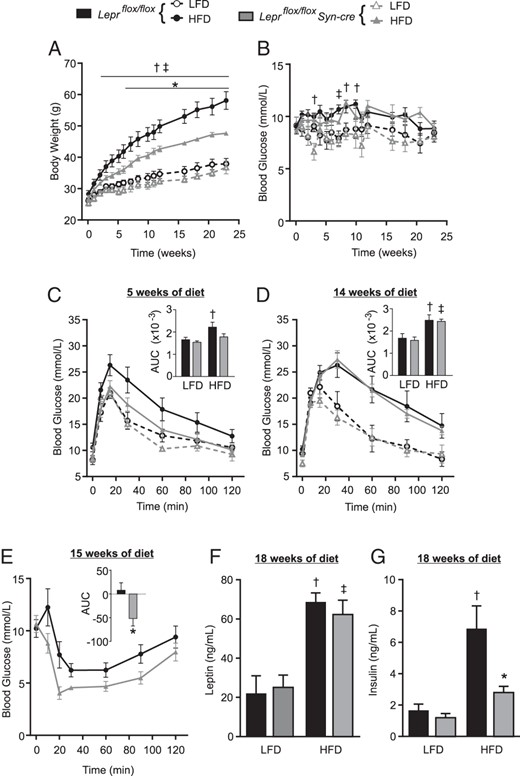 Leprflox/flox Syn-cre mice are protected from HFD-induced weight gain and glucose intolerance. At 8 weeks of age (time 0) male Leprflox/flox Syn-cre mice (gray triangles) and Leprflox/flox littermates (black circles) were placed on a HFD (filled symbols) or LFD (open symbols) for 24 weeks (n = 5–7 for HFD and n = 4–6 for LFD groups). Four-hour-fasted body weight (A) and blood glucose (B) were tracked over the course of diet manipulation. Oral glucose tolerance tests were performed at 5 (C) and 14 (D) weeks of diet manipulation, AUC inset. An insulin tolerance test was performed on HFD fed mice at 15 weeks of diet manipulation (E). One HFD fed Leprflox/flox Syn-cre mouse could not continue the insulin tolerance test after 20 minutes after injection due to hypoglycemia. Net AUC calculated from 0 to 20 minutes is inset. Four-hour-fasted plasma insulin (F) and leptin (G) were measured at 18 weeks of diet manipulation. Statistical analyses were performed by a two-way ANOVA (C–D, F, and G), a repeated-measures, two-way ANOVA (A-B) with Sidak post hoc testing, or Student's t test (E). ‡, P < .05, Leprflox/flox mice, HFD vs LFD; †, P < .05, Leprflox/flox Syn-cre mice, HFD vs LFD; *, P < .05, Leprflox/flox Syn-cre vs Leprflox/flox fed HFD. No statistical differences were found between Leprflox/flox Syn-cre and Leprflox/flox on the LFD.