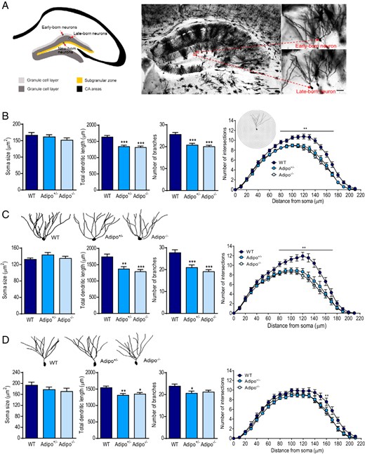 Effects of adiponectin deficiency on dendritic tree morphology of dentate granule neurons. A, left panel, Schematic of adult dentate gyrus illustrating the location of early-, late- and, newborn granule neurons. The early-born neurons are scattered in the superficial granule cell layer (light gray). The late-born cells, shown in dark gray, are located in the deeper granule cell layer. Adult-born granule cells are mainly distributed in the subgranular zone (SGZ) (orange). Right panel, Golgi-impregnated hippocampal neurons from the brain of an adult mouse (scale bar, 125 μm) indicating the location of early- and late-born granule neurons in the dentate gyrus (scale bar, 25 μm). B, The soma size (left), total dendritic length (middle left), number of branches (middle right), and Sholl analysis (right) of dentate granule neurons in Adipo+/−, Adipo−/−, and WT littermate control mice; **, P < .01; ***, P < .001 compared with the WT group. C, upper panel, Representative images of dendritic tracings of early-born dentate granule neurons in mice of different genotypes. Lower panel, Quantification of soma size (left), total dendritic length (middle left), number of branches (middle right), and Sholl analysis (right) of early-born dentate granule neurons; **, P < .01; ***, P < .001 compared with the WT group. D, upper panel, Representative images of dendritic tracings of late-born dentate granule neurons in mice of different genotypes. Lower panel, Quantification of soma size (left), total dendritic length (middle left), number of branches (middle right), and Sholl analysis (right) of late-born dentate granule neurons from mice of the different genotypes; *, P < .05; **, P < .01 compared with the WT group.