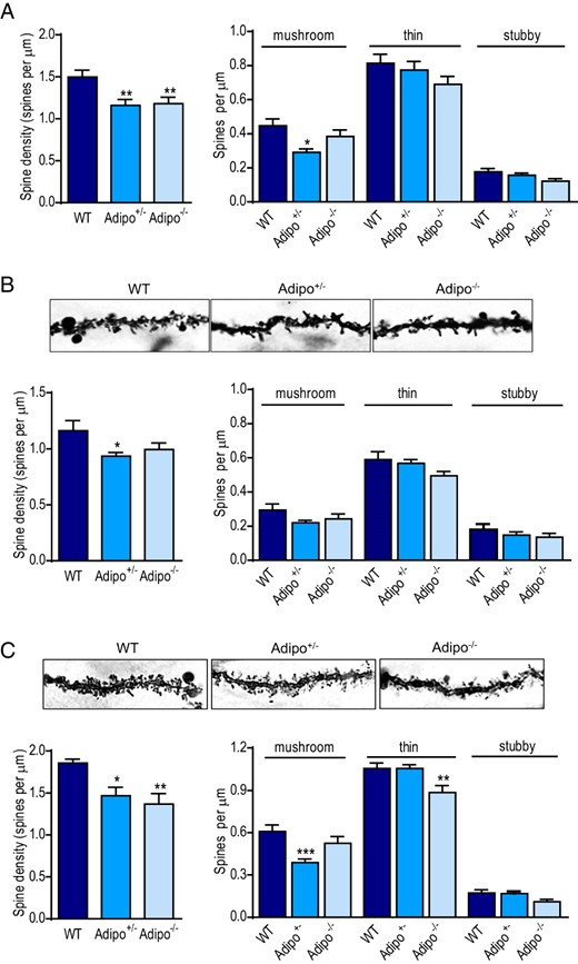 Effects of adiponectin deficiency on total dendritic spine density and spine subtype densities of dentate gyrus granule neurons. A, left panel, Total spine density sampled from the distal dendrites (120 μm from soma) of granule neurons in adult Adipo+/−, Adipo−/−, and WT littermate control mice. Right panel, Quantification of density of each spine type (mushroom, thin, and stubby spines); *, P < .05; **, P < .01 compared with the WT group. B, upper panel, Representative Golgi-stained images of dendritic spines in early-born dentate granule neurons in mice of different genotypes. Lower panel, Quantification of total spine density (left) and densities of each spine type (right) on distal dendrites of early-born dentate granule neurons; *, P < .05 compared with WT group. C, upper panel, Representative Golgi-stained images of dendritic spines on late-born dentate granule neurons in mice of different genotypes. Lower panel, Quantification of total spine density (left) and densities of each spine type (right) on distal dendrites of late-born dentate granule neurons; *, P < .05; **, P < .01; ***, P < .001 compared with the WT group.