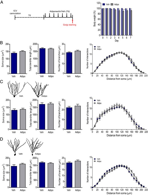 Effects of ICV infusion of adiponectin on dendritic tree morphology of dentate granule neurons in adult WT mice. A, left panel, Experimental timeline. Chronically cannulated mice received intracerebroventricular infusion of mouse recombinant adiponectin daily for 7 consecutive days. Right panel, Changes in body weight over 7 days of treatment; Veh, vehicle; Adipo, adiponectin; *, P < .05; **, P < .01; ***, P < .001 compared with the vehicle-treated group. B, The soma size (left), total dendritic length (middle left), number of branches (middle right), and Sholl analysis (right) of dentate granule neurons from mice treated with adiponectin or vehicle. C, upper panel, Representative images of dendritic tracings of early-born dentate granule neurons in adiponectin- or vehicle-treated mice. Lower panel, Quantification of soma size (left), total dendritic length (middle left), number of branches (middle right), and Sholl analysis (right) of early-born dentate granule neurons in adiponectin- or vehicle-treated mice. D, upper panel, Representative images of dendritic tracings of late-born dentate granule neurons in adiponectin- or vehicle-treated mice. Lower panel, Quantification of soma size (left), total dendritic length (middle left), and number of branches (middle right) of late-born dentate granule neurons showing no difference between 2 treatment groups; Sholl analysis of dendritic intersections (right) indicating a significant interaction between treatment and distance from soma (P < .001).