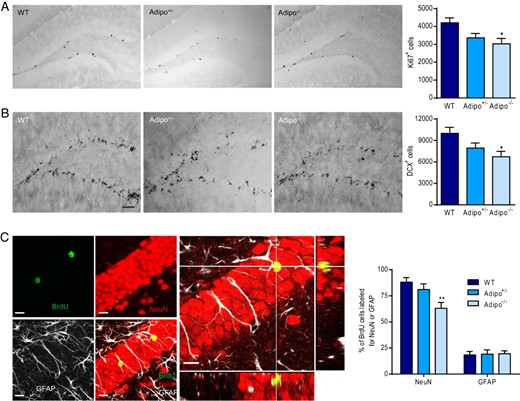 Effects of adiponectin deficiency on adult neurogenesis in the dentate gyrus. A, left panel, Representative images of Ki67-positive cells. Right panel, Quantification of the number of Ki67-positive cells in the dentate gyrus of mice of different genotypes; *, P < .05 compared with the WT group. B, left panel, Representative images of DCX-positive cells. Right panel, Quantification of the number of DCX-positive cells in the dentate gyrus of mice of different genotypes; *, P < .05 compared with the WT group. Scale bar, 50 μm. C, left panel, Representative confocal images of triple labeling showing the colocalization of BrdU with NeuN or GFAP. Right panel, Quantitative analysis of neuronal differentiation by calculating the percentage of BrdU-positive cells double-labeled with NeuN or GFAP; **, P < .01 compared with the WT group. Scale bar, 10 μm.