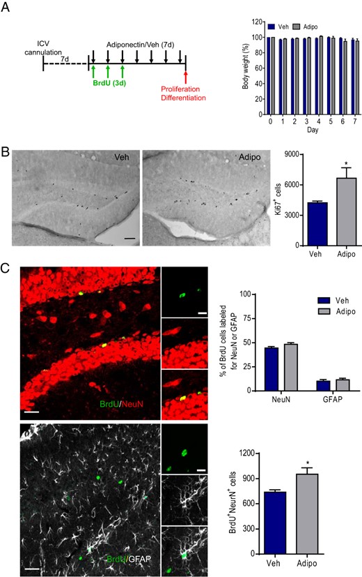 Effects of ICV infusions of adiponectin on adult neurogenesis in the dentate gyrus of WT mice. A, left panel, Experimental timeline. Chronically cannulated mice received ICV infusions of mouse recombinant adiponectin daily for 7 consecutive days. BrdU was infused ICV for the first 3 days. Right panel, Changes in body weight over 7 days of adiponectin treatment. Veh, vehicle; Adipo, adiponectin. B, left panel, Representative images of Ki67-positive cells. Right panel, Quantification of the number of Ki67-positive cells in the dentate gyrus of adiponectin- and vehicle-treated mice; *, P < .05 compared with the vehicle-treated group. Scale bar, 50 μm. C, left panel, Representative confocal images showing the colocalization of BrdU with NeuN or BrdU with GFAP. Right upper panel, Quantitative analysis of neuronal differentiation by calculating the percentage of BrdU-positive cells double-labeled with NeuN or GFAP in mice treated with adiponectin or vehicle. Right lower panel, Quantification of total number of new-born neurons (cells double-labeled for BrdU and NeuN). Scale bar, 10 μm; *, P < .05 compared with the vehicle-treated group.
