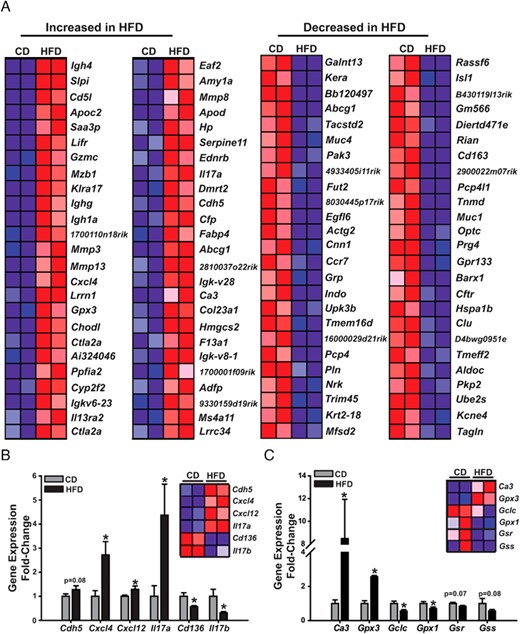 HFD intake altered inflammatory and oxidative stress signaling pathways in endometriotic lesions in a mouse model. A, The top 50 up- or down-regulated genes by HFD in ectopic lesions were determined from microarray analysis. Confirmation of gene expression changes for genes associated with inflammation (B) or oxidative stress (C) from CD or HFD lesions was performed by QPCR. Data (mean ± SEM) are expressed as FC from CD lesions and were obtained from n = 7 (CD) and 8 (HFD) lesions; *, P < .05 by Student's t test. Bars with numerical P values show tendency for significance.