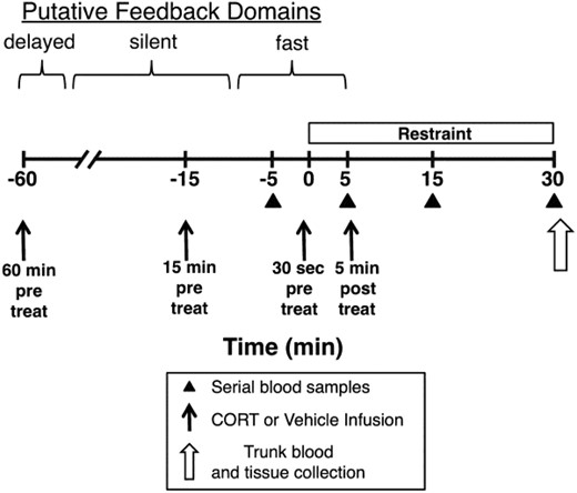 Test day time line for experiments 3 and 4. Early in the morning of the test day (4–5 d after surgical implantation of indwelling jugular vein catheters), adrenal-intact rats were transferred to a test room (within their home cage) and connected to an extension catheter line that permitted subsequent jugular vein CORT/vehicle infusion and serial blood samples without handling of the rat. Experimental manipulations were initiated approximately 2 hours later. Rats were given an iv infusion of CORT (0.31 mg/kg) or vehicle 60 minutes (experiment 3), 15 minutes (experiment 3), or 30 seconds (experiments 3 and 4) prior to or 5 minutes after (experiments 3 and 4) placement of rats in Plexiglas restraint tubes. Blood samples were taken 5 minutes before restraint onset (baseline) and 5, 15, and 30 minutes after restraint onset. Immediately after the 30-minute blood sample, rats were decapitated and trunk blood (experiment 3) or tissue (experiment 4) was collected. The putative glucocorticoid-negative feedback time domains for fast feedback, delayed feedback, and an intervening silent period are depicted (12).