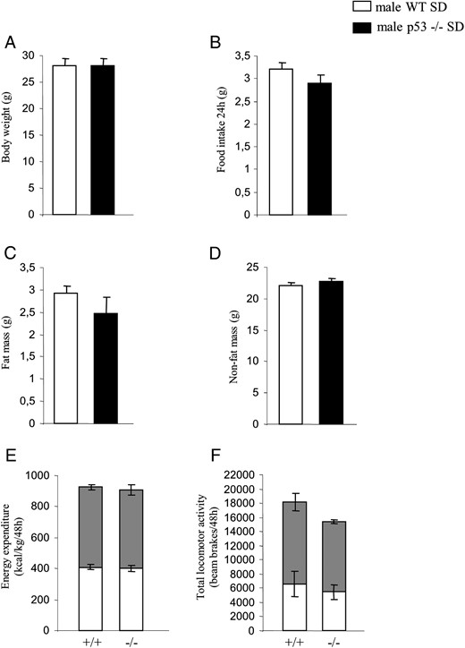Metabolic phenotype of male p53-deficient mice fed a chow diet. A, Body weight of male mice after 10 weeks of free access to chow diet. B, Cumulative food intake over 24 hours. C, Fat mass. D, Nonfat mass. E, Forty-eight hours of total energy expenditure determined by indirect calorimetry. Measurements were taken every 45 minutes. Gray squares indicate lights-off. F, Locomotor activity during a 48-hour period (n = 7–8 per group).