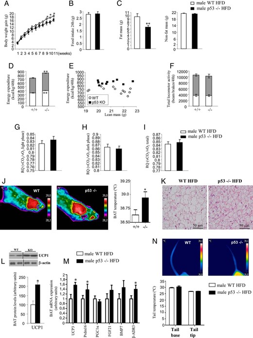 Metabolic phenotype and BAT metabolism of male p53 global-deficient mice fed a HFD. A, Body weight of male mice after 11 weeks of free access to HFD. B, Cumulative food intake over 24 hours. C, Fat mass and nonfat mass. D, Forty-eight hours of total energy expenditure determined by indirect calorimetry. Measurements were taken every 45 minutes. Gray squares indicate lights-off. E, Energy expenditure corrected by kilogram of nonfat mass (right panel). F, Locomotor activity during a 48-hour period. Respiratory quotient during light phase (G), dark phase (H), and mean over 24 hours (I, right panel). J, Representative pictures and BAT interscapular temperature in animals housed at room temperature. K, Representative pictures of BAT histology after 11 weeks of HFD. L, Protein levels of UCP1 in BAT of WT and p53-null mice. M, BAT mRNA expression of factors involved in thermogenesis: UCP3, Prdm16, PGC1α, FGF21, BMP7, and β-AR3. N, Representative pictures of tail temperature in animals housed at room temperature. Dividing lines indicate splicings in the figure. *, P < .05, **, P < .01, ***, P < .001 (n = 7–8 per group).