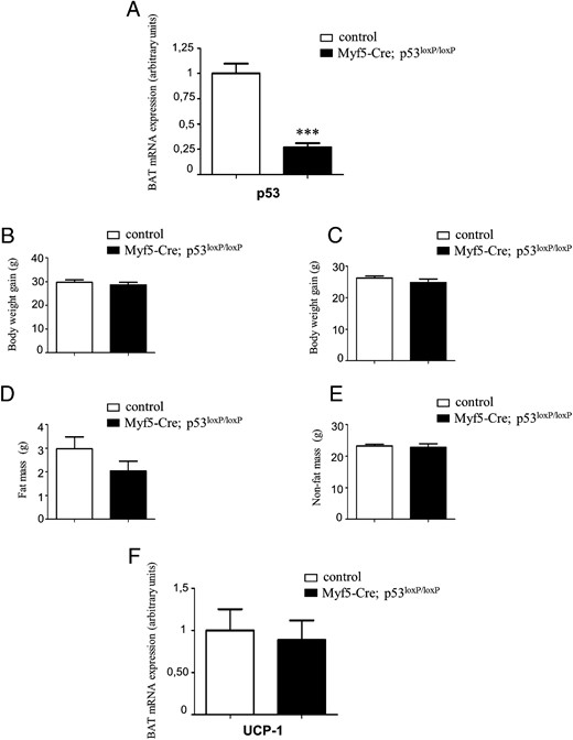 Metabolic phenotype of conditional, Myf5Cre-driven p53 KO mice. A, p53-mRNA expression in BAT from conditional KO mice (black bars; genotype: Myf5-Cre+/−; p53-lox+/+) and littermate controls (white bars; genotype: p53-lox+/+). B, Body weight gain of male mice maintained on a chow diet. C, Body weight gain of male mice maintained on a HFD. Fat mass (D) and nonfat mass (E) from mice maintained on a 45% HFD are shown. F, UCP1-mRNA expression in BAT. *, P < .05, **, P < .01, ***, P < .001 (n = 4–6 per group).