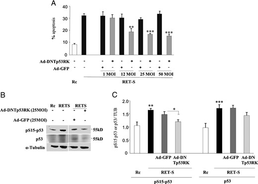 Functional inhibition of endogenous p53 through DNp53RK. A, Pituitary GH4C1 cells die of apoptosis when transfected with the RET-S receptor (black bars) but not with the empty vector (Rc; white bar) (see reference 37). Apoptosis is blocked when cells were previously infected with Ad-DNp53RK in a dose-response manner with increasing MOI units (1, 12, 25, 50 MOIs). Infection with control virus Ad-GFP did not alter RET-induced apoptosis. B, Expression of the RET-S receptor induces p53 expression and p53 activation as seen by serine 15 phosphorylation (pS15–p53). Infection with Ad-DNp53RK, but not Ad-GFP, blocks both p53 increase and activation. C, Quantitative evaluation of multiple Western blots showing significant reduction of p53 expression and activation in cells infected with Ad-DNp53RK, in relation with the apoptosis blockade. No change is observed in cells infected with Ad-GFP.
