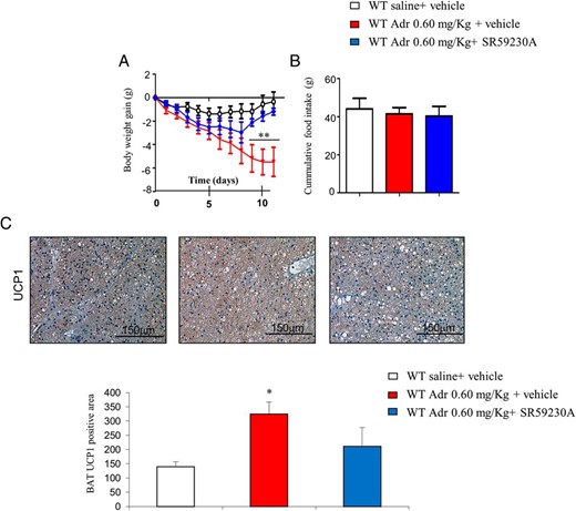 Pharmacological stimulation of p53 with adriamycin blunts HFD-induced weight gain via the SNS. A, Body weight of male mice treated with adriamycin (11 d) and β3-Adr antagonist (SR59230A) with free access to HFD. B, Cumulative food intake over 24 hours. C, Representative pictures of BAT UCP1 immunohistochemistry of male mice treated with adriamycin (11 d) and β3-Adr antagonist (SR59230A) with free access to HFD. *, P < .05, **, P < .01, ***, P < .001 (n = 6–8 per group).