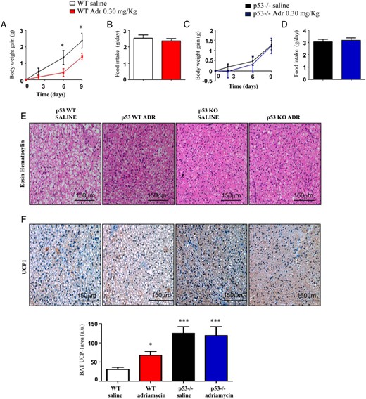 The effects of adriamycin on body weight and BAT metabolism are blocked in p53-null mice. A and B, Body weight gain and cumulative food intake of male WT mice and (C and D) p53-null mice on HFD after 9 days of adriamycin treatment. E, Representative pictures of BAT histology of male WT mice and p53 null mice. F, Representative pictures of BAT UCP1 immunohistochemistry after adriamycin treatment of male WT mice and p53 null mice. *, P < .05, **, P < .01, ***, P < .001 (n = 6 per group).