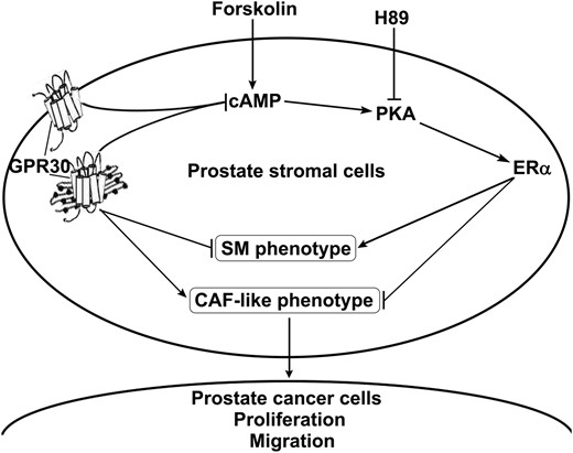 A schematic illustration of the proposed mechanism. GPR30 lowers cAMP and inhibits PKA activity, which represses ERα expression and attenuates ERα-mediated stimulation of SM differentiation and inhibition of CAF-like phenotype switching. High GPR30/low ERα supports the CAF phenotype, which enhances the release of proliferation and migration-promoting factors into the supernatant for paracrine stimulation of prostate tumor cells.
