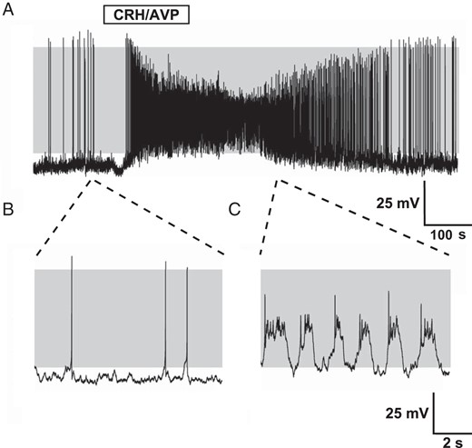 Stimulation of corticotrophs with CRH/AVP. Representative current clamp recording of a corticotroph cell exposed to 0.2 nM CRH and 2 nM AVP for 3 minutes (A). Corticotrophs display predominantly single-spike action potentials at rest (B) and CRH/AVP stimulation results in an increase in frequency and a transition to bursting behavior (C). Gray shading indicates membrane potential between −50 and +10 mV.