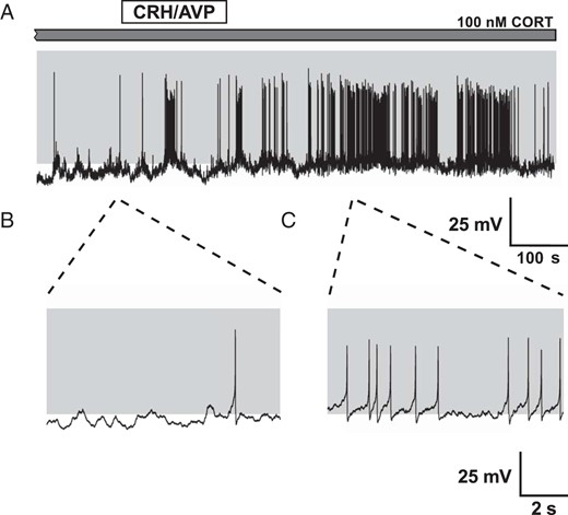 CRH/AVP stimulation of CORT-treated cells. Corticotrophs pretreated with CORT (100 nM) for 90 minutes show a reduction in spontaneous and CRH/AVP-evoked activity (A). CORT treatment results in a membrane hyperpolarization and a reduction in spontaneous firing frequency (B). CRH/AVP is still able to induce an increase in activity but fails to cause a significant transition from spiking to bursting (C).
