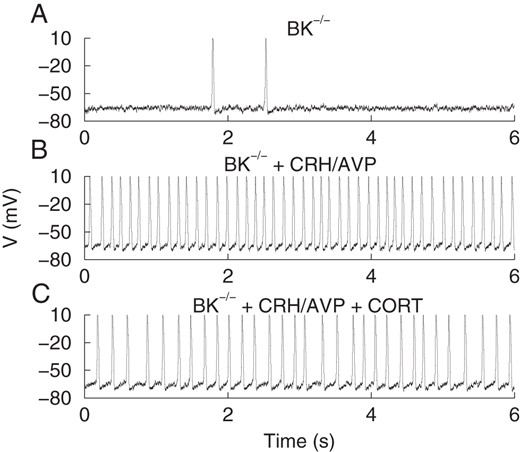 Simulations of model corticotrophs with BK conductance removed (gBK−near = gBK−far = 0). Basal activity exhibiting random spiking at a low rate (A). Application of CRH and AVP is simulated, greatly increasing the spike frequency with no bursting (B). CRH is simulated by increasing the Ca2+ current conductance (gCa = 2.4 nS). Application of AVP is simulated by increasing the nonselective current conductance (gNS = 0.2 nS). In the presence of CORT, the spiking induced by CRH/AVP is slower (C). CORT is simulated by reducing the nonselective current conductance from its elevated AVP-induced value (gNS = 0.15 nS).