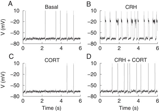 Simulations of the effects of CRH and CORT on model corticotrophs. In basal conditions the model cells spike at a low rate (A). Application of CRH increases the rate of activity, and bursting is prevalent (B). CRH is simulated by increasing the Ca2+ current conductance (gCa = 2.4 nS), shifting the BK-near activation curve rightward by matching the Ca2+ affinity of the BK-far channels (kCaBK−near = 6 μM), and the time constant for BK-near channel activation is decreased to match that of BK-far channel activation (τBKn = 3 msec). In the presence of CORT, the model cell spikes at a lower rate than under basal conditions (C). CORT is simulated by reducing the nonselective current conductance (gCa = 0.11 nS). In the presence of CORT, CRH does not induce bursting in the model corticotroph, but it does increase the spike frequency (D). CRH in the presence of CORT is simulated by increasing the Ca2+ current conductance (gCa = 2.4 nS) but with no direct effect on BK channels.