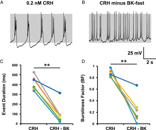 Subtraction of a fast BK current reduces CRH-induced bursting activity. Bursting behavior in CRH stimulated cells (A) could be switched to spiking by subtracting a fast BK current using dynamic clamp (B) and resulted in a significant decrease in both mean event duration (C) and burstiness factor (D) in all cells tested. In most cases, the parameters were as follows: gBK = −0.5 nS; vf = −10 mV; τBK = 5 milliseconds. Data are shown for individual cells (n = 6 per group). **, P < .01 comparison of means (paired Student's t test).