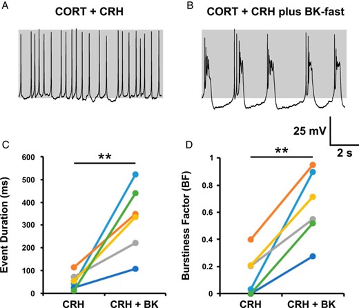 Addition of a fast BK current can induce bursting in CORT-treated cells. Corticotrophs treated with CORT (100 nM) for 150 minutes failed to transition to bursting after CRH stimulation (A). Bursting could be induced by adding a fast BK current with dynamic clamp (B) and resulted in a significant increase in mean event duration (C) and burstiness factor (D) in all cells tested. In most cases, the parameters were as follows: gBK = +0.5 nS; Vf = −10 mV; τBK = 5 milliseconds; glk = 0.04 pS. Data are shown for individual cells (n = 6 per group). **, P < .01 comparison of means (paired Student's t test).