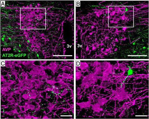AT2R-eGFP fibers/terminals are near AVP neurons of the PVN. A and B, ×20 images through the PVN of an AT2R-eGFP reporter mouse depicting the lack of costaining between (AVP; magenta) and eGFP (green), while also highlighting the presence of AT2R-eGFP fibers/terminals (green) near AVP neurons. C and D, ×63 magnification projection images highlighting the apparent lack of separation between AT2R/eGFP terminals/fibers and AVP neurons of the PVN. This analysis was performed on 4 separate mouse brains (ie, n = 4). 3v, third ventricle. Scale bars, 100 μm (A and B) and 20 μm (C and D).