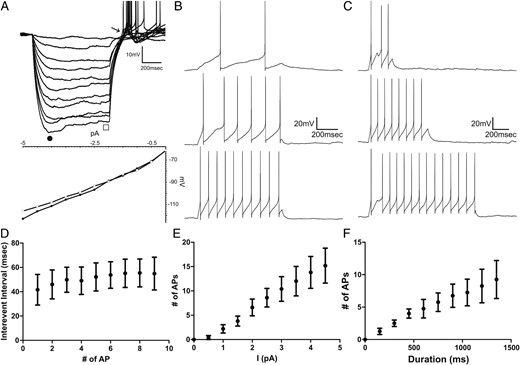 Electrophysiological properties of AT2R-eGFP neurons. A, Representative trace obtained from an AT2R-eGFP neuron showing membrane potential changes in response to hyperpolarizing current steps of increasing magnitude (Δ 0.5 pA). Below is a current-voltage (I/V) plot obtained at the beginning (filled circle) and end (empty square) of the hyperpolarizing step. Note the time-dependent inward rectification observed at hyperpolarized membrane potentials (−90 to −110 mV) and the rebound low-threshold depolarization with overriding action potentials at the end of the hyperpolarizing step (arrow). B, Representative traces showing evoked spikes in response to depolarizing pulses of increased magnitude (Δ 0.5 pA, 800 ms) or increased duration (C, Δ 150 ms, 5 pA, n = 4). D, Plot of mean interevent interval as a function of the action potential number obtained from protocol used in B, in response to maximum current injection used (n = 4). E, Plot of mean number of evoked action potentials as a function of current injection, from protocol used in B (800 ms, n = 5). F, Plot of mean number of evoked action potentials as a function of pulse duration obtained from protocol used in C, in response to maximum current injection used (n = 4). Bars, SEM.