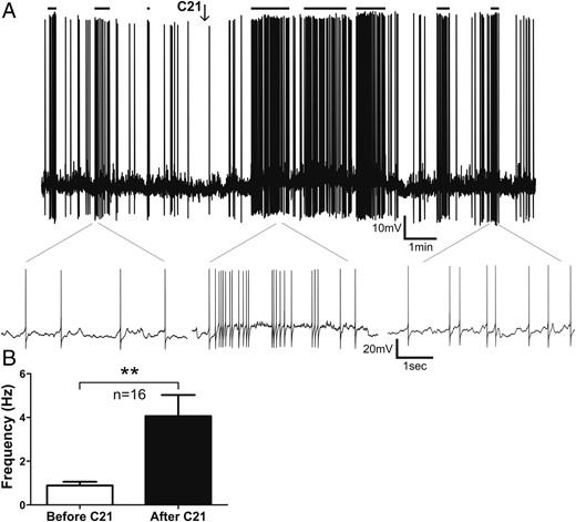 Activation of AT2R increases the firing activity of AT2R-eGFP cells in the PVN. A, Representative example showing that a transient bolus of C21 (100nM) increased the firing activity of an AT2R-eGFP neuron. Samples of action potential clustering are indicated with horizontal lines on top. Lower traces show representative segments of firing at an expanded time scale. B, Summary data showing mean firing frequency before and after C21 application. Bars, SEM; **, P < .01.