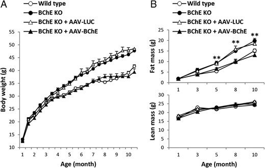 Effect of high-fat diet on body weight, fat mass, and lean mass in untreated wild-type and BChE-KO mice, as well as KO mice given AAV-luciferase or BChE vector. A, Body weights of male control (n = 27), BChE KO (n = 28), and BChE KO mice transduced with AAV encoding luciferase (LUC) (n = 10) or mouse BChE (n = 9). All mice were fed on 45% calorie high-fat diet. Two-way ANOVA showed significant differences in body weight: BChE KO VS wild type (P < .001), BChE KO VS LUC-vector-treated KO (not significant, n.s.); BChE KO VS BChE-vector-treated KO (P < .001), BChE-vector-treated KO VS wild type (n.s.). B, Fat and lean mass measured by Eco-MRI every 2 months. Results are mean ± SEM; **, BChE KO and LUC-vector treated-BChE KO vs wild-type group, P < .01. There were no significant group differences in lean mass.